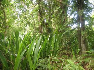 PSF2-N_from_coring_site