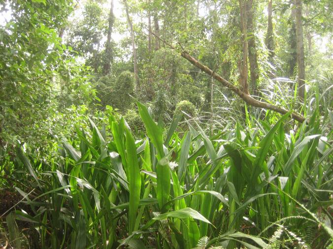 PSF2-S_from_coring_site