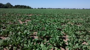 A maturing sugarbeet field in East Anglia.