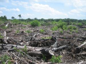 A degraded tropical peatland in Borneo, with an approximately five year old oil palm plantation in the distance.